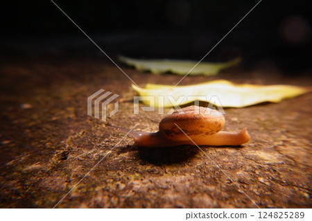 Snail in leaf with tropical . Snail on dry leaf. slow animals 124825289