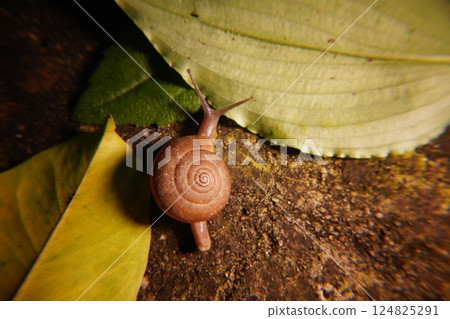 Snail in leaf with tropical . Snail on dry leaf. slow animals Snail in leaf with tropical . Snail on dry leaf. slow animals 124825291
