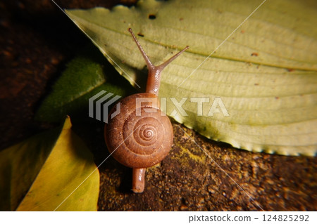 Snail in leaf with tropical . Snail on dry leaf. slow animals 124825292