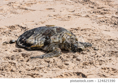 A dead turtle on the beach of Canoa Quebrada at Aracati in Ceara, Brazil. 124825390