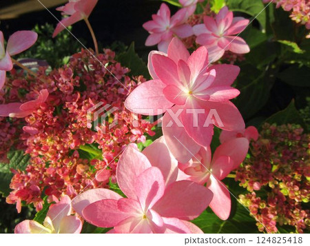 Close-up of orange hydrangea flowers 124825418