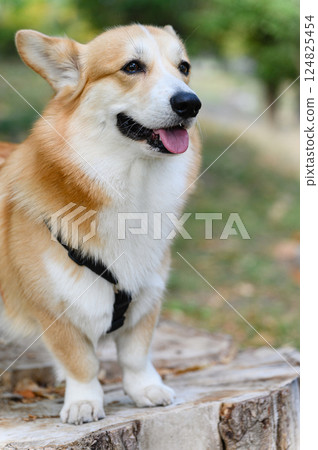 Generated image 124825454