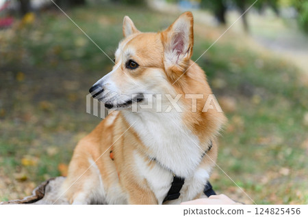 Welsh corgi dog in harness sitting on green grass with fallen leaves. Welsh corgi dog in harness sitting on green grass with fallen leaves. 124825456