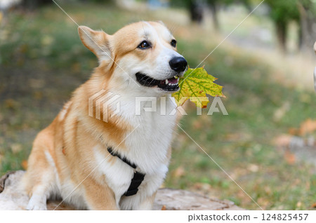 Welsh corgi dog wearing harness and holding green-yellow maple leaf in mouth. 124825457