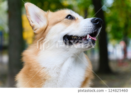 Close-up of smiling welsh corgi looking up in park. 124825460