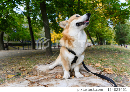 Corgi dog sitting on tree stump and looking up outdoors. 124825461