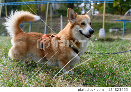 Welsh corgi dog walking on green grass in park. 124825463