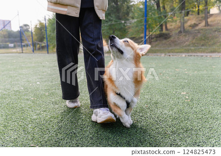 Corgi dog walking beside person on green turf outdoors. 124825473