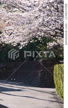 A road with dancing cherry blossoms A road with dancing cherry blossoms 124825496