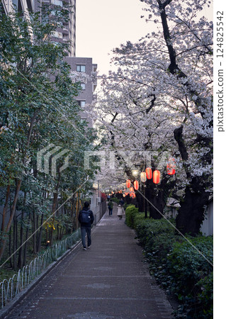 People walking along a spring path | Scenery of cherry blossoms and lanterns along the Kanda River in Tokyo 124825542