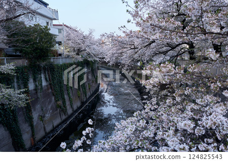 Cherry blossom trees along the Kanda River at dusk | A tranquil city and spring scenery 124825543