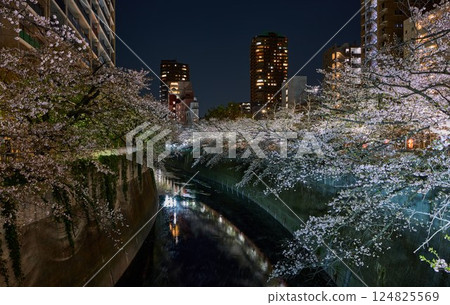神田川夜櫻 |東京的春天景象 124825569