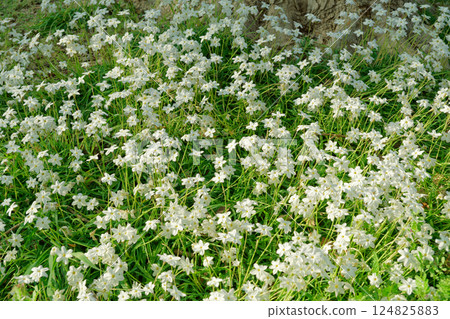 遍布野蘿蔔的背景資料 遍布野蘿蔔的背景資料 124825883