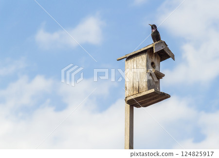Birdhouse on a stick 124825917