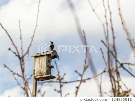 Birdhouse on a stick Birdhouse on a stick 124825918