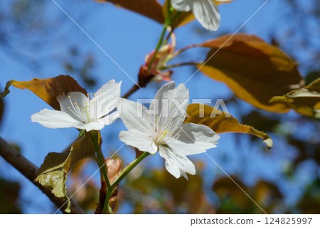 Close-up of white wild cherry blossoms with a beautiful contrast of light and shadow against the blue sky background 124825997