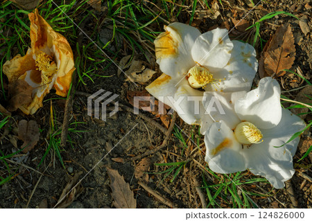 Among the fallen white camellia flowers and sunlight filtering through the trees 124826000