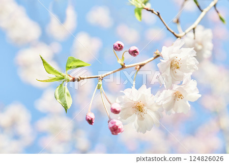 櫻花與藍天交相輝映的夢幻風景 124826026