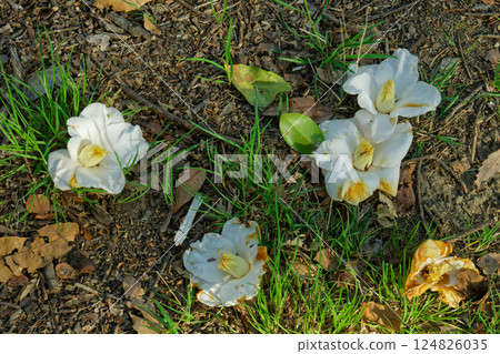 Among the fallen white camellia flowers and sunlight filtering through the trees Among the fallen white camellia flowers and sunlight filtering through the trees 124826035