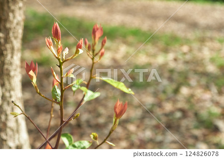 樟樹紅芽的特寫 124826078