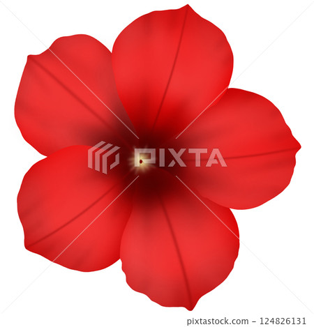 red flower isolated on white background 124826131