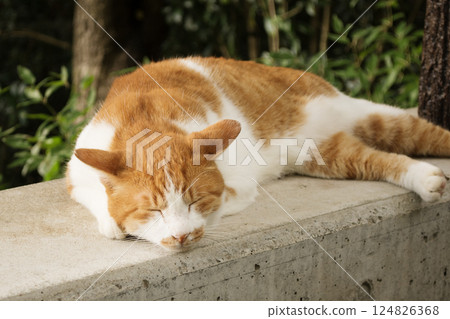 Stray cat taking a nap 124826368