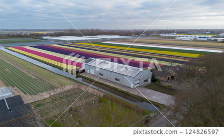 Aerial view of vibrant tulip fields in full bloom, arranged in colorful rows beside greenhouses and a small building, capturing the beauty of Dutch agricultural landscapes in spring. 124826597