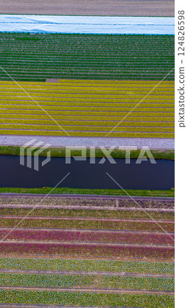 A stunning aerial view of colorful tulip fields arranged in perfect diagonal rows, separated by water canals. The vibrant patterns create a mesmerizing, abstract landscape of blooming flowers. 124826598