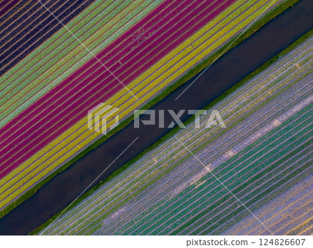 A stunning aerial view of colorful tulip fields arranged in perfect diagonal rows, separated by water canals. The vibrant patterns create a mesmerizing, abstract landscape of blooming flowers. A stunning aerial view of colorful tulip fields arranged in perfect diagonal rows, separated by water canals. The vibrant patterns create a mesmerizing, abstract landscape of blooming flowers. 124826607