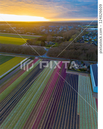 Aerial view of vibrant tulip fields in full bloom at sunset. Striped rows of colorful flowers stretch across the landscape, with a canal running through and a village visible in the background. Aerial view of vibrant tulip fields in full bloom at sunset. Striped rows of colorful flowers stretch across the landscape, with a canal running through and a village visible in the background. 124826609