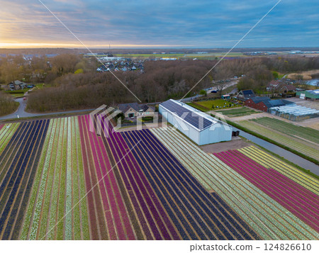 Aerial view of vibrant tulip fields in full bloom at sunset. Striped rows of colorful flowers stretch across the landscape, with a canal running through and a village visible in the background. Aerial view of vibrant tulip fields in full bloom at sunset. Striped rows of colorful flowers stretch across the landscape, with a canal running through and a village visible in the background. 124826610