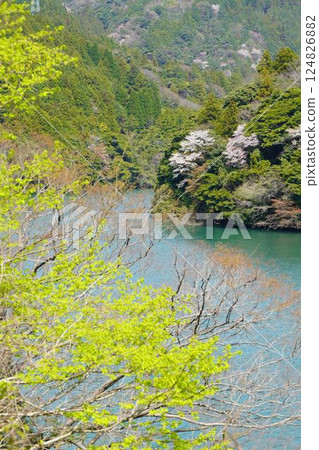 Ibi Gorge and cherry blossoms Ibi Gorge and cherry blossoms 124826882