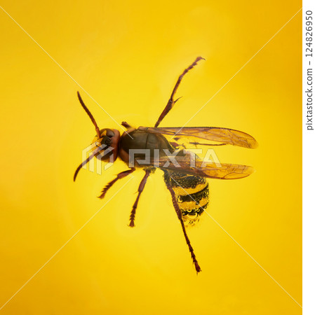 Insect, Wasp close-up in champagne and bubbles, fell into a yellow glass 124826950