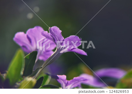 Pink and purple flowers on a blurred background Soft focus. 124826953