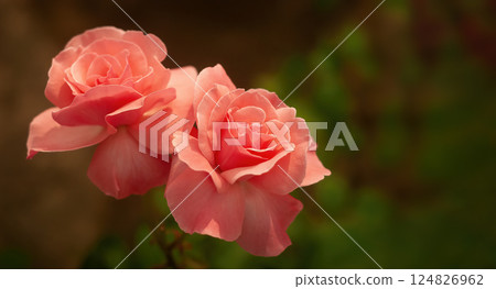 Two pink buds (flowers) of a rose on a natural blurred background Two pink buds (flowers) of a rose on a natural blurred background 124826962