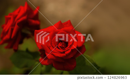 Two scarlet, red buds (flowers) of a rose on a natural blurred background. Focus on the center of the frame Two scarlet, red buds (flowers) of a rose on a natural blurred background. Focus on the center of the frame 124826963