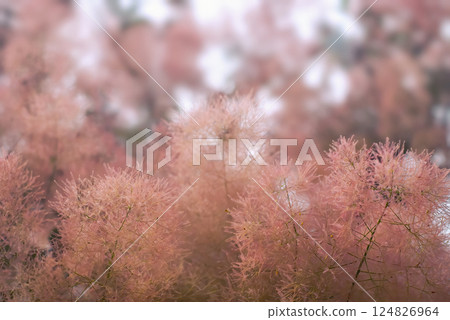Purple smoky tree in bloom. Selective focus, Blurred background 124826964