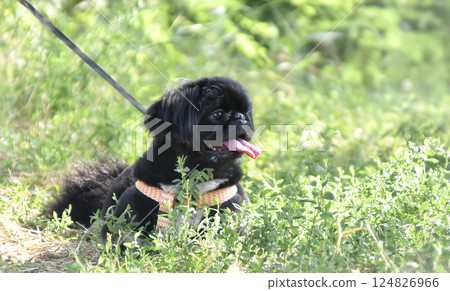 Black decorative Pekingese dog with tongue hanging out in the grass 124826966