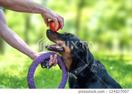 French Shepherd learns tricks in nature 124827007