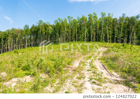 deforestation beech forest in carpathian mountains. sunny day. europe global warming protection background deforestation beech forest in carpathian mountains. sunny day. europe global warming protection background 124827022