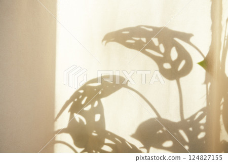 Shadow of leaves of monstera monkey mask. Soft golden sunlight penetrates inside, casting an elegant shadow of leaves on a light wall, emphasizing warm neutral tones in a Scandinavian minimalist space 124827155
