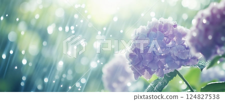 Hydrangeas blooming during the rainy season and sparkling raindrops 124827538