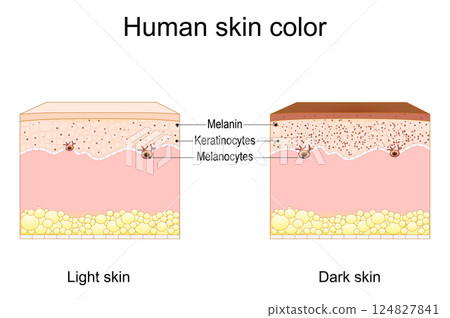 Melanin and skin color. Cross section of a human skin 124827841