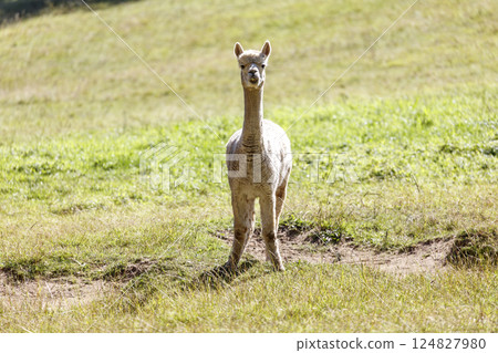 An Alpaca enjoying the sunshine in the outdoors 124827980