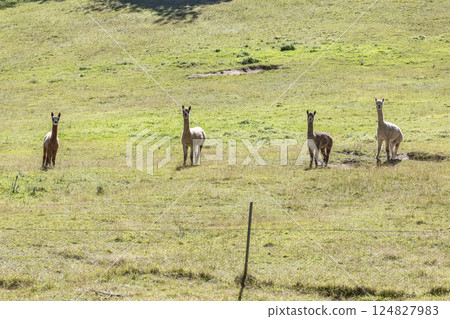 A group of Alpacas enjoying the sunshine in the outdoors 124827983