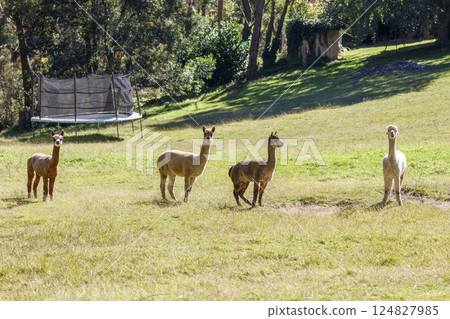 A group of Alpacas enjoying the sunshine in the outdoors 124827985