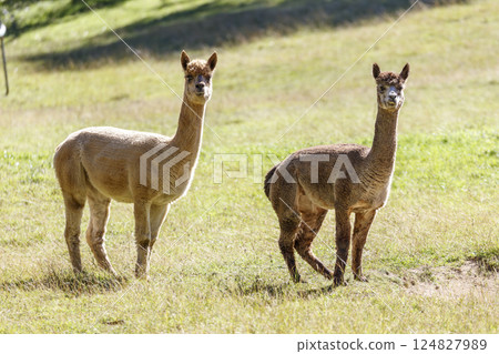 Two Alpacas enjoying the sunshine in the outdoors 124827989