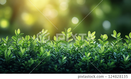 Fresh green plants thriving under sunlight in a lush garden during springtime Fresh green plants thriving under sunlight in a lush garden during springtime 124828135