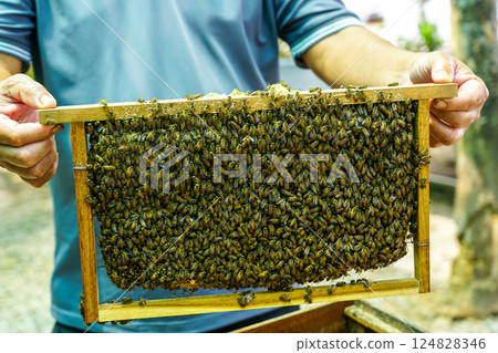Beehive frame filled with busy bees, close-up of a beehive frame covered in busy honeybees 124828346