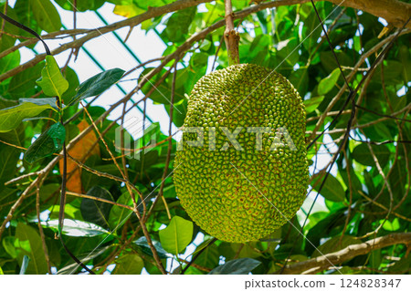 Jackfruit hanging on jackfruit tree, southeast Asian tropical fruit, Artocarpus heterophyllus Jackfruit hanging on jackfruit tree, southeast Asian tropical fruit, Artocarpus heterophyllus 124828347